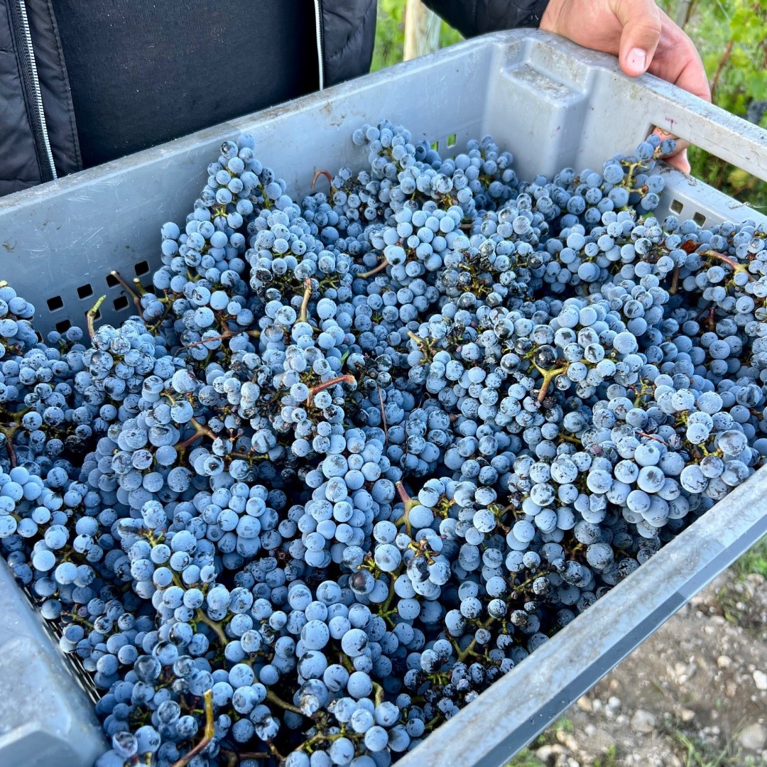 MalarticLagrav's tweet image. On this first day of autumn, the grape harvest is still in full swing 🍇✨
Our teams are currently working on the Cabernet Sauvignon and Cabernet Franc plots. 

#harvest2025 #pessacleognan #cabernetsauvignon #cabernetfranc