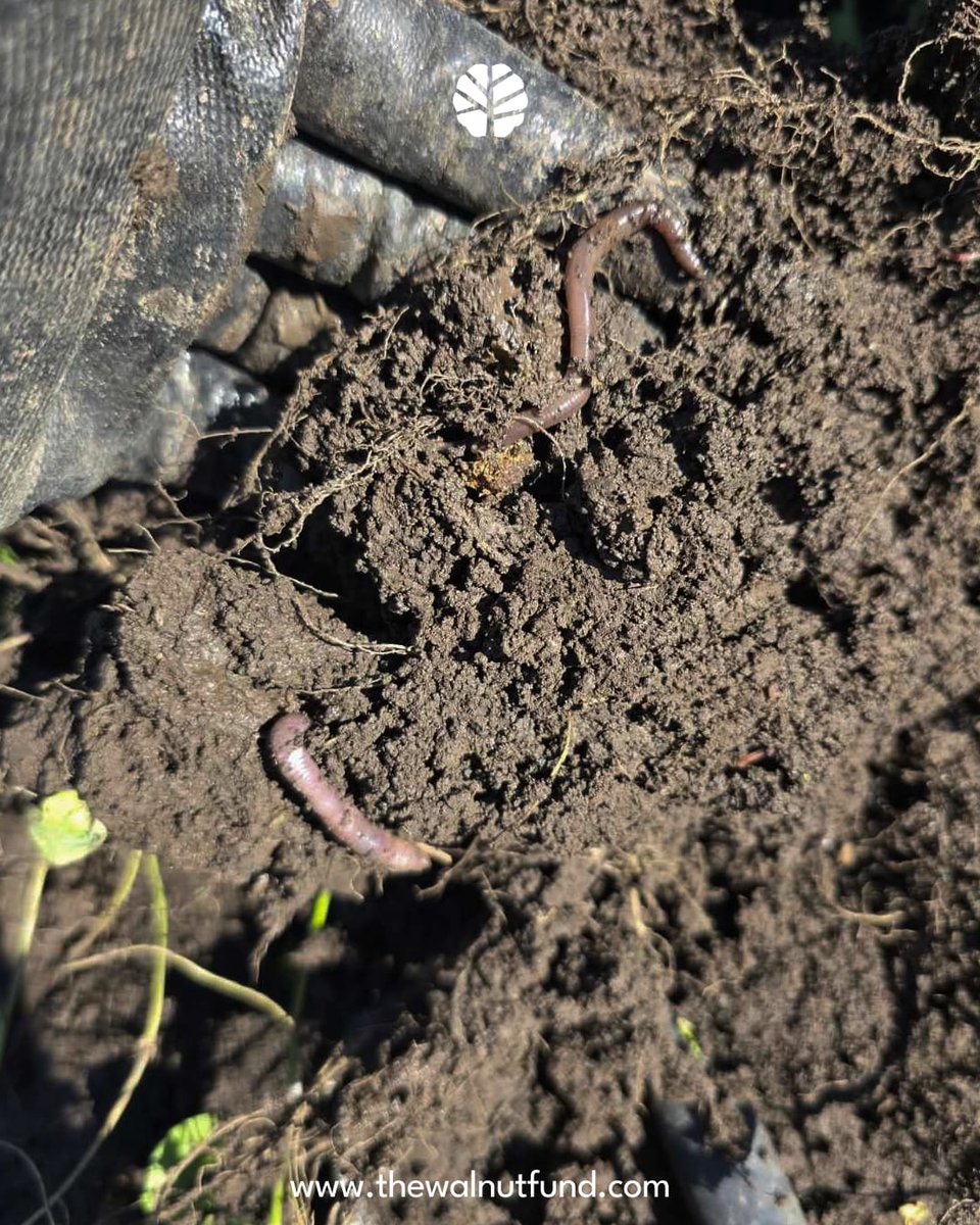 FundWalnut's tweet photo. We are working hard to regenerate the land and bring back its natural vitality. 🌱

Healthy soil is the foundation of everything we do, and every step is aimed at making it richer and more fertile. 🌾

Let’s keep growing together. 🌍 https://t.co/iPPsNRf5sJ
