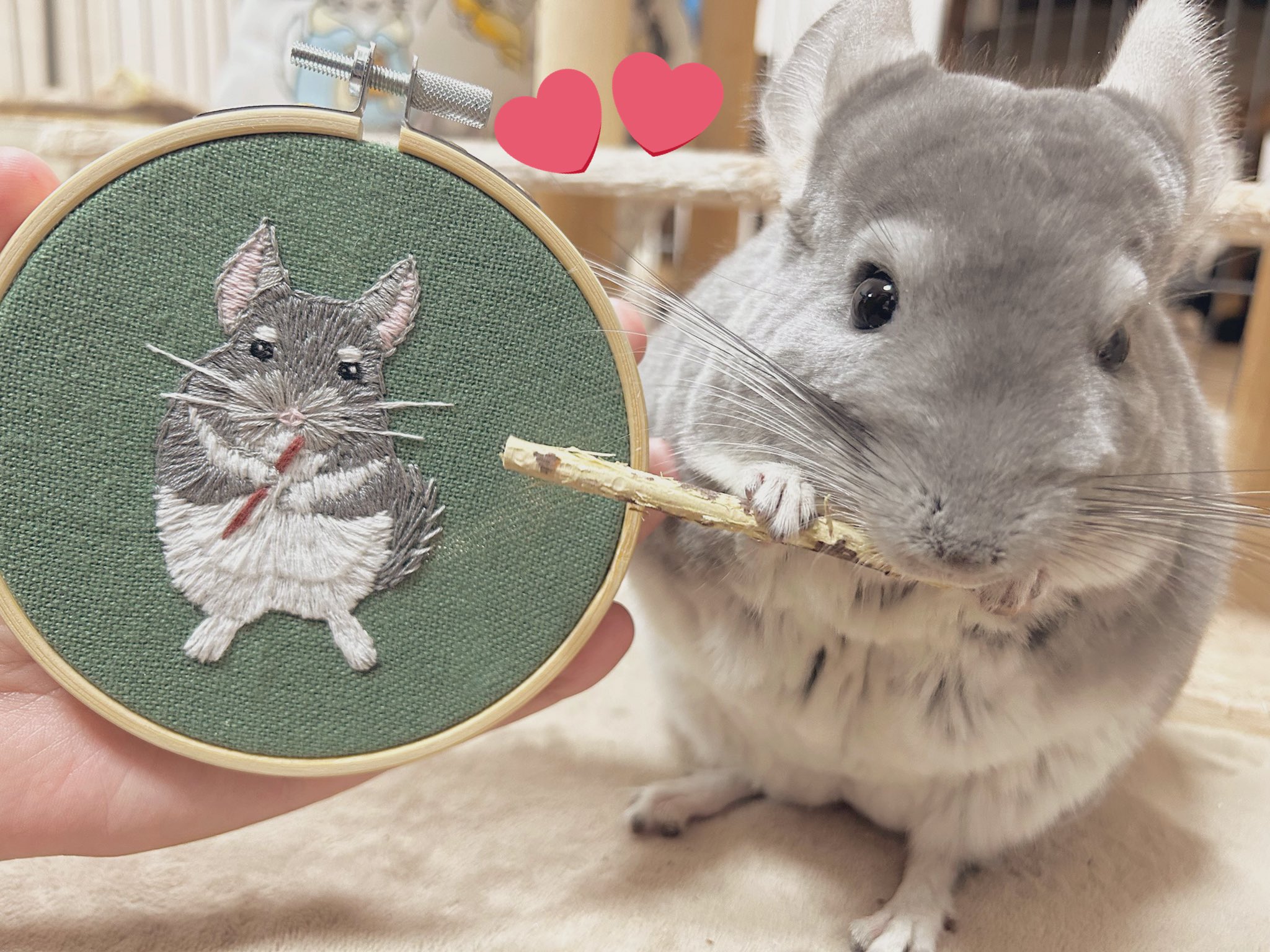 専用☆エンプレス チンチラ EMPRESS CHINCHILLA ケープ 未使用 エンプレス チンチラ EMPRESS CHINCHILLA ケープ 未使用