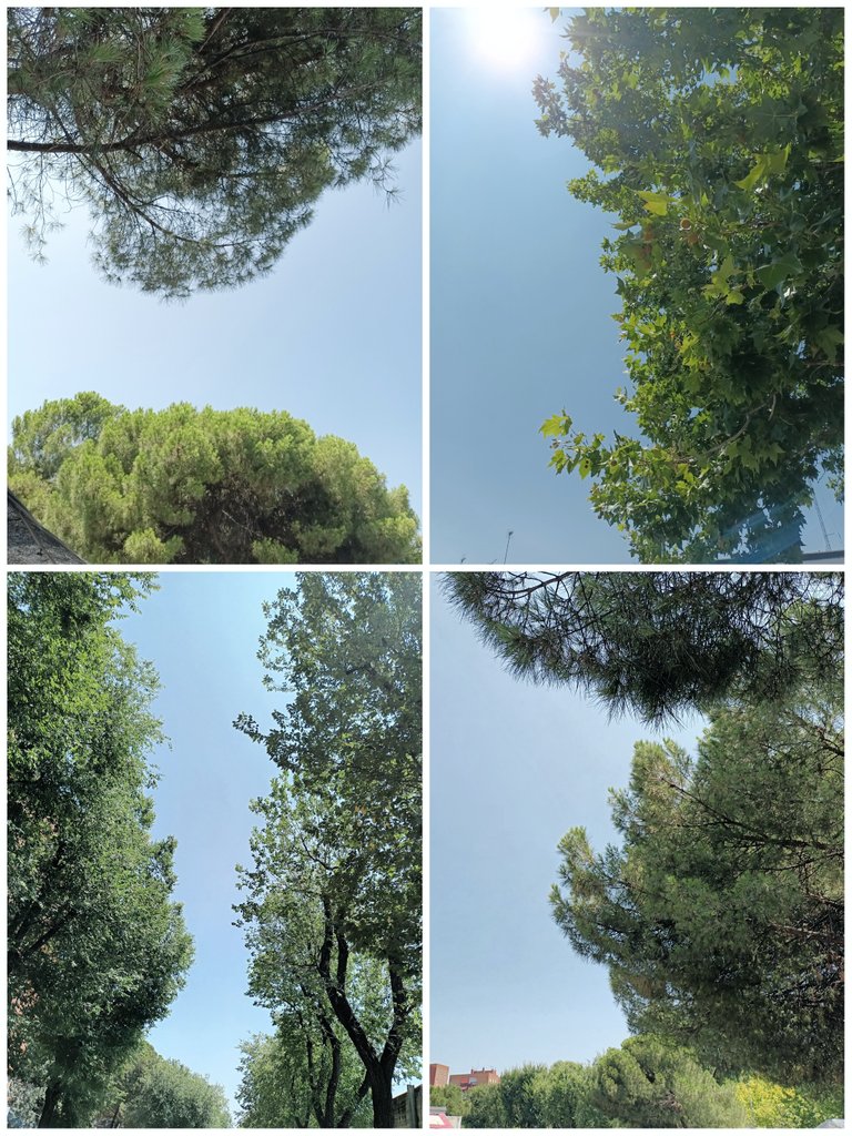 Un paseo por mis nubes.
#MiCielo (Desde mi parque.)
#Lunes Soleado y muy fresco. Asì empieza èsta #semana Primera de #otoño Distinta a la pasada. Llegan dias màs cortos,y noches màs frìas. Llegò el final del verano.
Al menos por la fecha.
Veremos como sigue el clima.
#cuidado 🩵