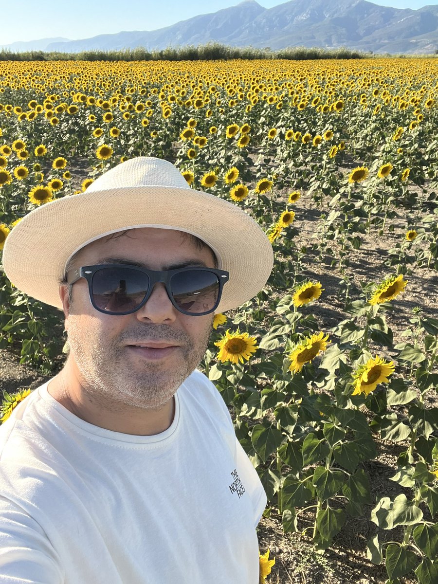 Ayçiçek tarlası 🌻 Söke/Aydın 📍