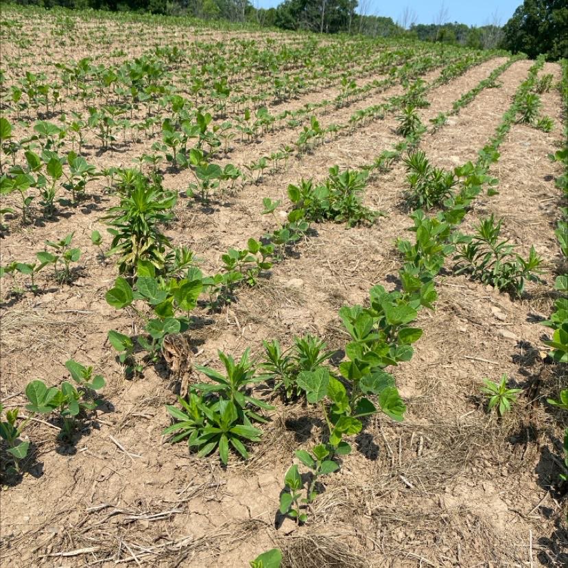 Meagan Ioi CCA-ON tweet media