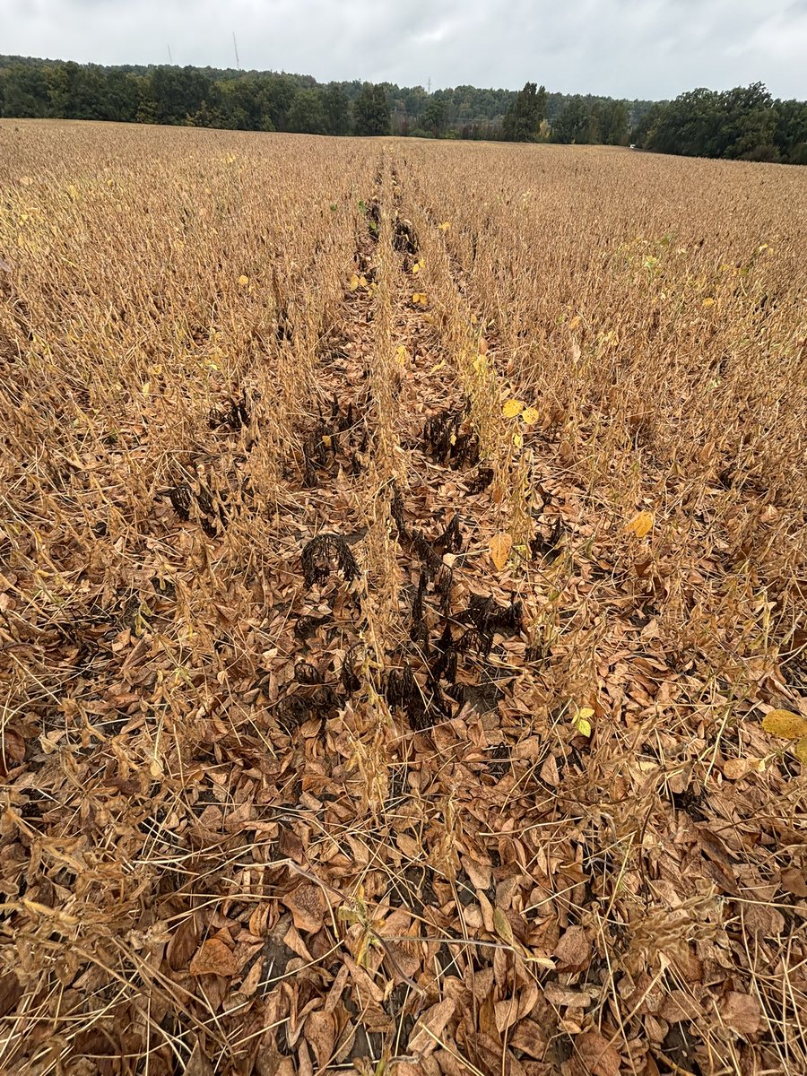 Meagan Ioi CCA-ON tweet media