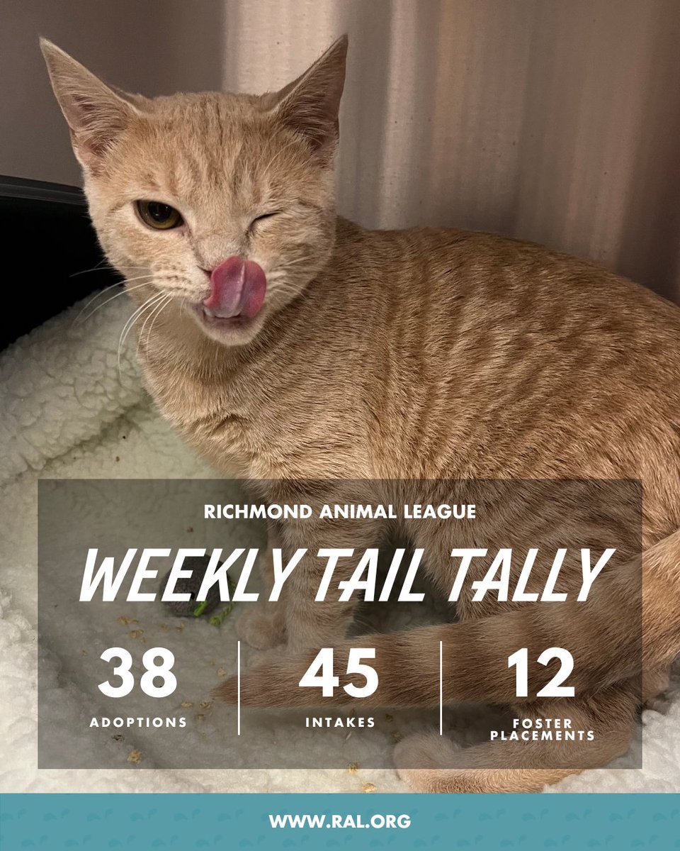 It’s Weekly Tail Tally Time!
Here’s the latest scoop from RAL:

🏠 38 pets found loving homes
• 28 cats
• 10 dogs

🐾 45 new pets welcomed at RAL
• 30 cats
• 15 dogs

🏘️ 12 pets went to foster homes
• 7 cats
• 5 dogs

So many moving paws! 🧡