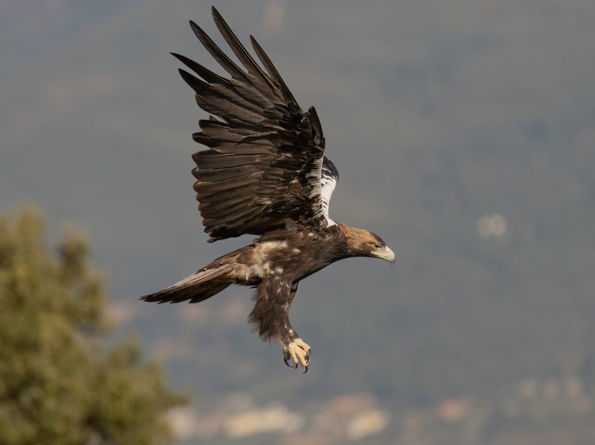Spanish Imperial Eagle near Toledo. Such a majestic raptor 😊