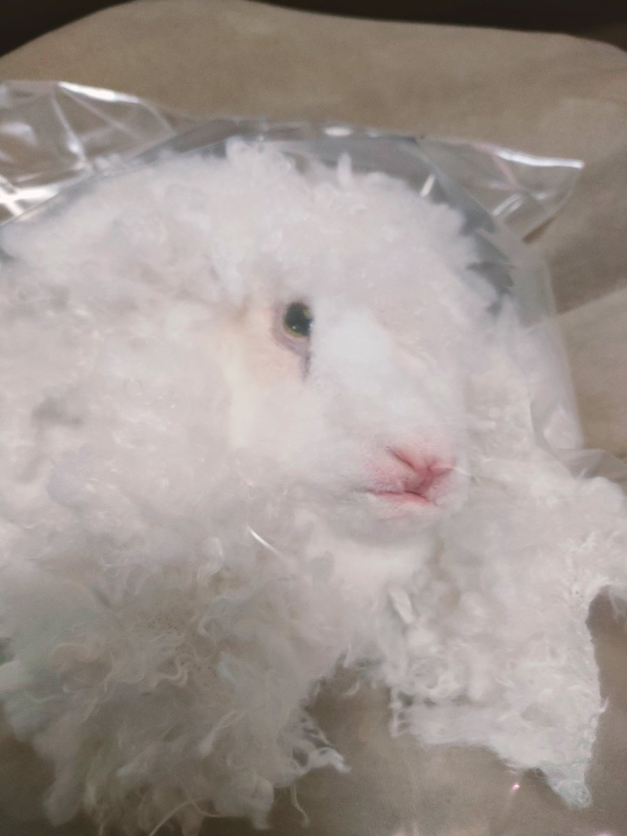 深夜に載せたひつじさんがあまりにぽやっとした感じだったので💦耳をつけたり綿を入れたりでまだまだ感じは変わると思います💦
販売用の作品は基本こんな感じで保管して制作を進める時だけ袋から出してます( *ᴗˬᴗ)