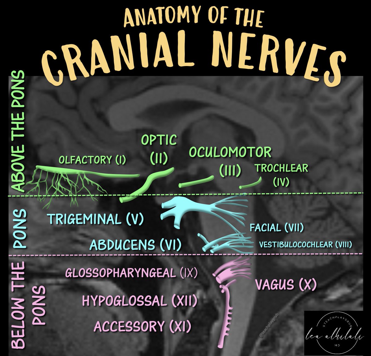 Just because you don’t see it, doesn’t mean it’s not there!!!

Just because you don’t see all cranial nerves on MRI doesn’t mean they aren’t there!

You must know their anatomy so you know when pathology might affect them.

Here is a figure w/the anatomy you NEED to know!

➡️Just