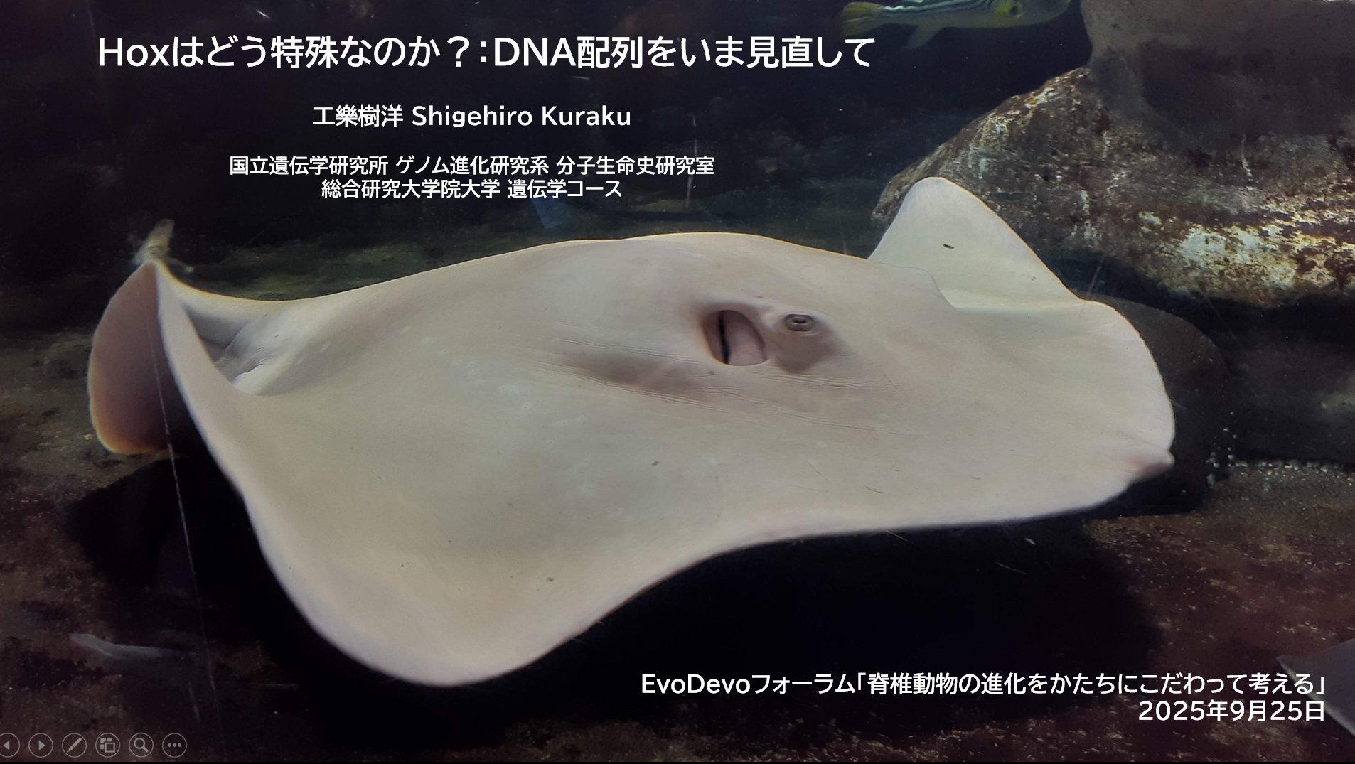 バイオソニック HB-76001 林原生物化学研究所 バイオソニック 林原生物化学研究所 HB-76001 Amazon.co.jp: BiO