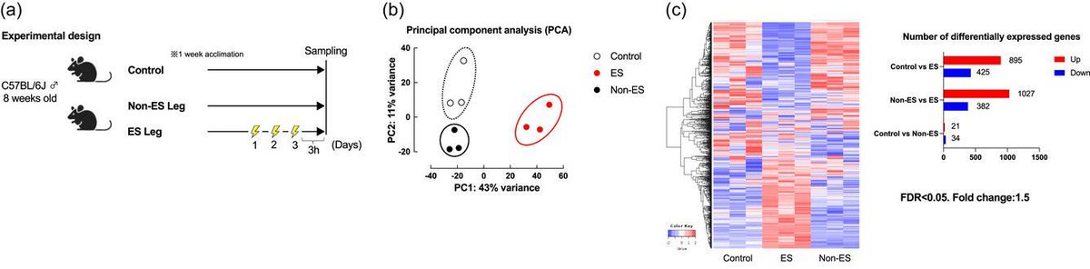 ExpPhysiol's tweet photo. In this #ShortCommunication, Shirai (@ku_official) et al. examine whether unilateral electrical stimulation induces transcriptional changes in both the electrically stimulated and non-stimulated contralateral legs.
📜 https://t.co/8BvXZuwtup https://t.co/yCnmQed7BT