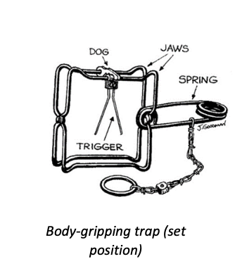 TPCMag's tweet image. Check Your Jaws
Worn jaw edges can reduce holding power.
A quick file or replacement jaw keeps animals secure and reduces paw damage.
Do you sharpen your trap jaws or leave them factory smooth?
#TrapTuning #TrappingTips #TrappersLife #FurHarvesting #traplineknowhow
PC: IL DNR