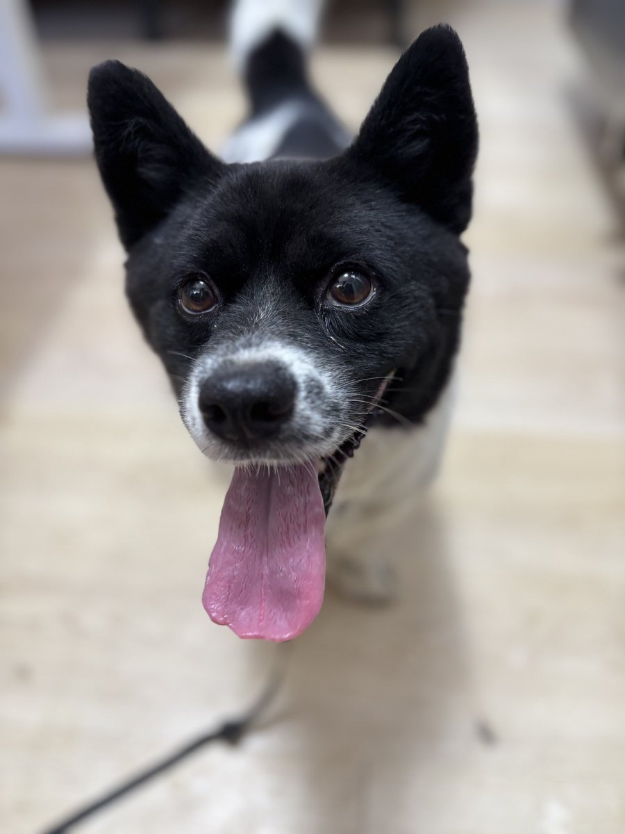 [안락사 예고] 슬프게도 잊을 만하면 예고되는 안락사 소식을 전합니다. 반복되는 비극에도 봉사자들은 정신 차리고 한 아이라도 더 홍보할 수밖에요. 같은 연민의 마음으로 알티해주시면 감사하겠습니다. 1.이름: 유성/남아/1살/6kg 
동그랗고 순한 눈매가 예쁜 아이예요. 눈매만큼이나 착합니다.