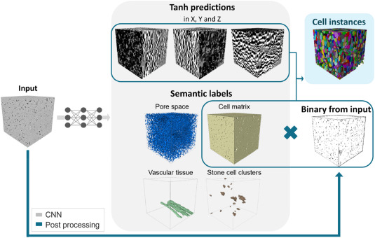 PPhenomics's tweet photo. New 3D deep learning model for plant tissue segmentation in X-ray CT images! It labels apple and pear tissues with high accuracy, improving on previous methods. A game-changer for plant morphology studies!  #DeepLearning #MicroCT
Details: https://t.co/gYkiOBigys https://t.co/YRu3LkPWkD