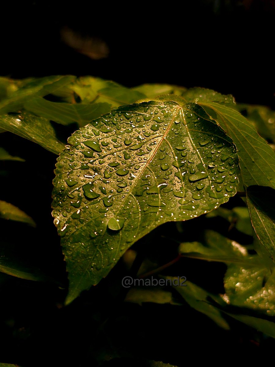 Let’s see your leaves 🍁

#theme_pic_India_leaves