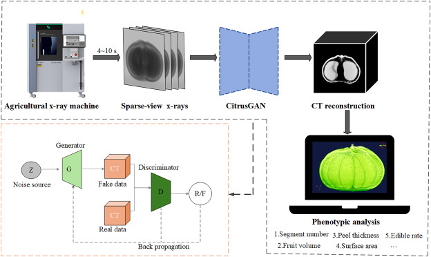 PPhenomics's tweet photo. CitrusGAN uses AI to create 3D citrus models from X-rays, making fruit phenotyping faster and more precise. It measures traits like size and volume with high accuracy. A game-changer for breeding and production! #3DPhenotyping #FruitBreeding
Details: https://t.co/tWxvzewNcb https://t.co/465hgb6a9X