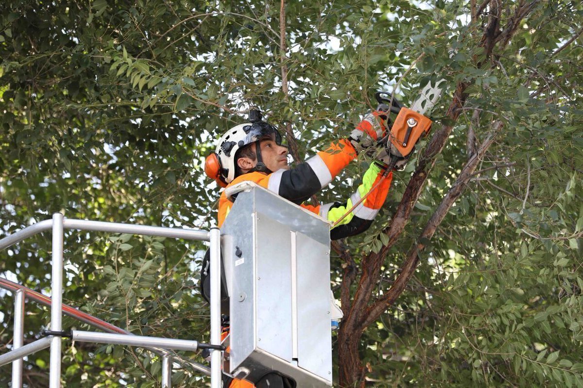 🔊 Varias calles de #SanBlasCanillejas sufrirán cortes por los trabajos de conservación de arbolado y zonas verdes 🌳

🗓️ Del 22 al 26 de septiembre de 2025
🕐 De 8:30h a 13:30 h aproximadamente

👁 Puedes consultar toda la información en 👇🏽 
informate.madrid.es/hbrt4254