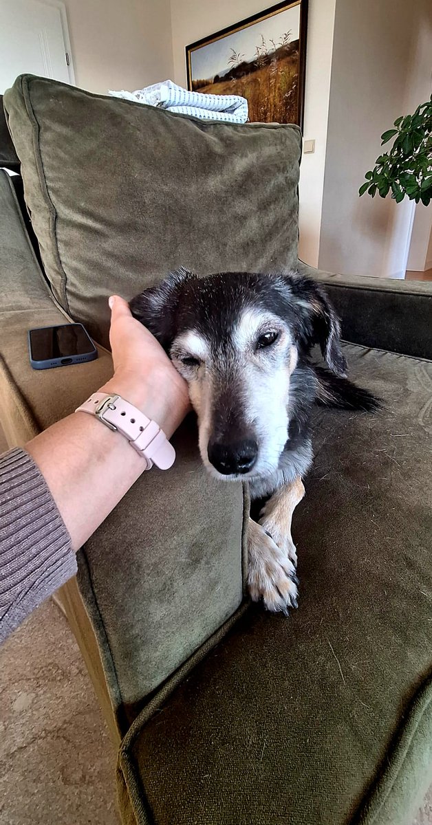 SzejkinStiwens tweet media