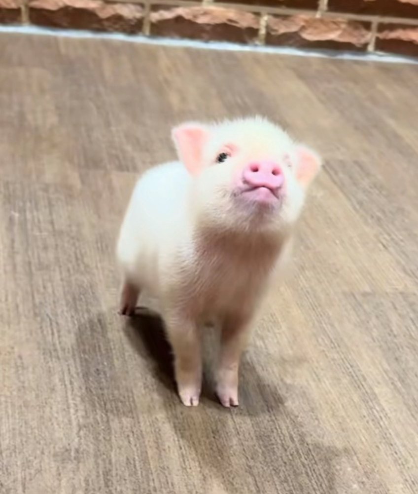 bigcheekssol's tweet image. I'd like to speak to the manager - $tom