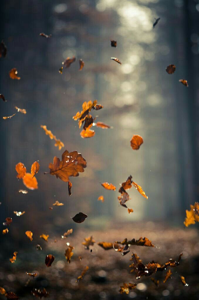 A Fall Poem-

Autumn understands me.

It gets my whimsy. My stubborn hope.

A final holdout before the cold. 

(I originally wrote/posted this in 2018. Here's to a wonderful #autumnalequinox!) #fall #Autumn2025 photo: Jakob Tertel