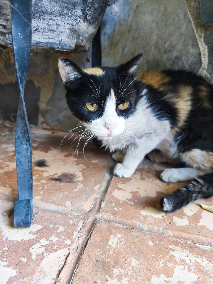 🆘 🆘 #PANDORA TIENE LA CIRUGÍA MAÑANA Y NOS FALTAN 74€ 😰🆘🆘 AYUDA POR FAVOR 🙏🏻🙏🏻 #ayuda #granada