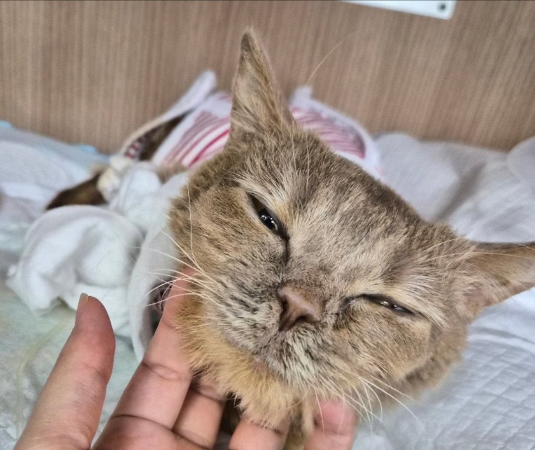 [전달받아 공유합니다ㅠㅠ]
📢 [긴급] 고양이 수혈 도움 요청드립니다.
안녕하세요. 정말 급한 마음으로 글을 올립니다. 갓 7살을 넘은 저희 고양이가 쿠싱증후군으로 피부가 찢어지고 뼈가 드러나 감염이 진행 중이고, 현재 패혈증으로 악화될 위험에 처해 있습니다. 상태가 매우 위중하여 빠른