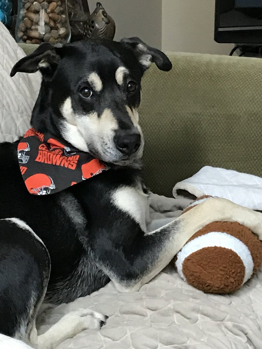desjzbl's tweet photo. @creek_moose @Browns Happy Victory Monday! https://t.co/x0L1Dzo4pn