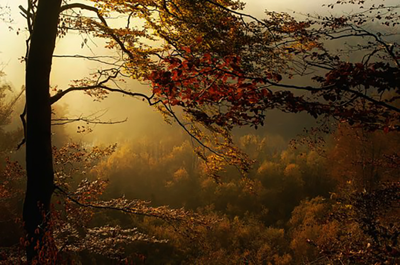 Die Tage stiegen längst die goldne Leiter
Des Sommers nieder. Spätglanz wärmt das Land.
Die Schatten wachsen früh und fallen breiter
Von allen Bäumen in des Abends Hand.

Stefan Zweig
aus: Herbstsonett