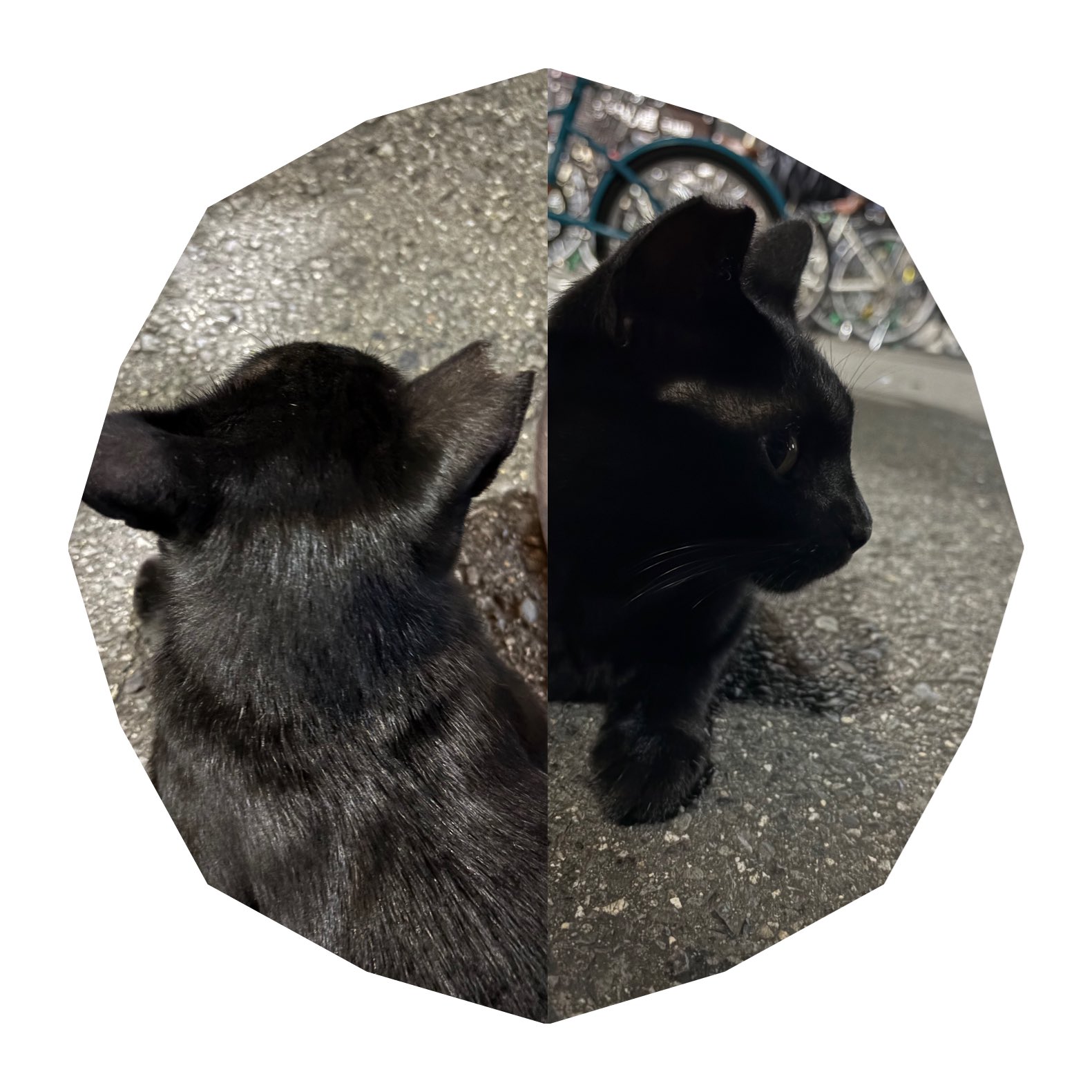 「黒猫みんと」のみ Amazon.co.jp: LSYDCARM 黒猫ぬいぐるみ 8インチ かわいい猫