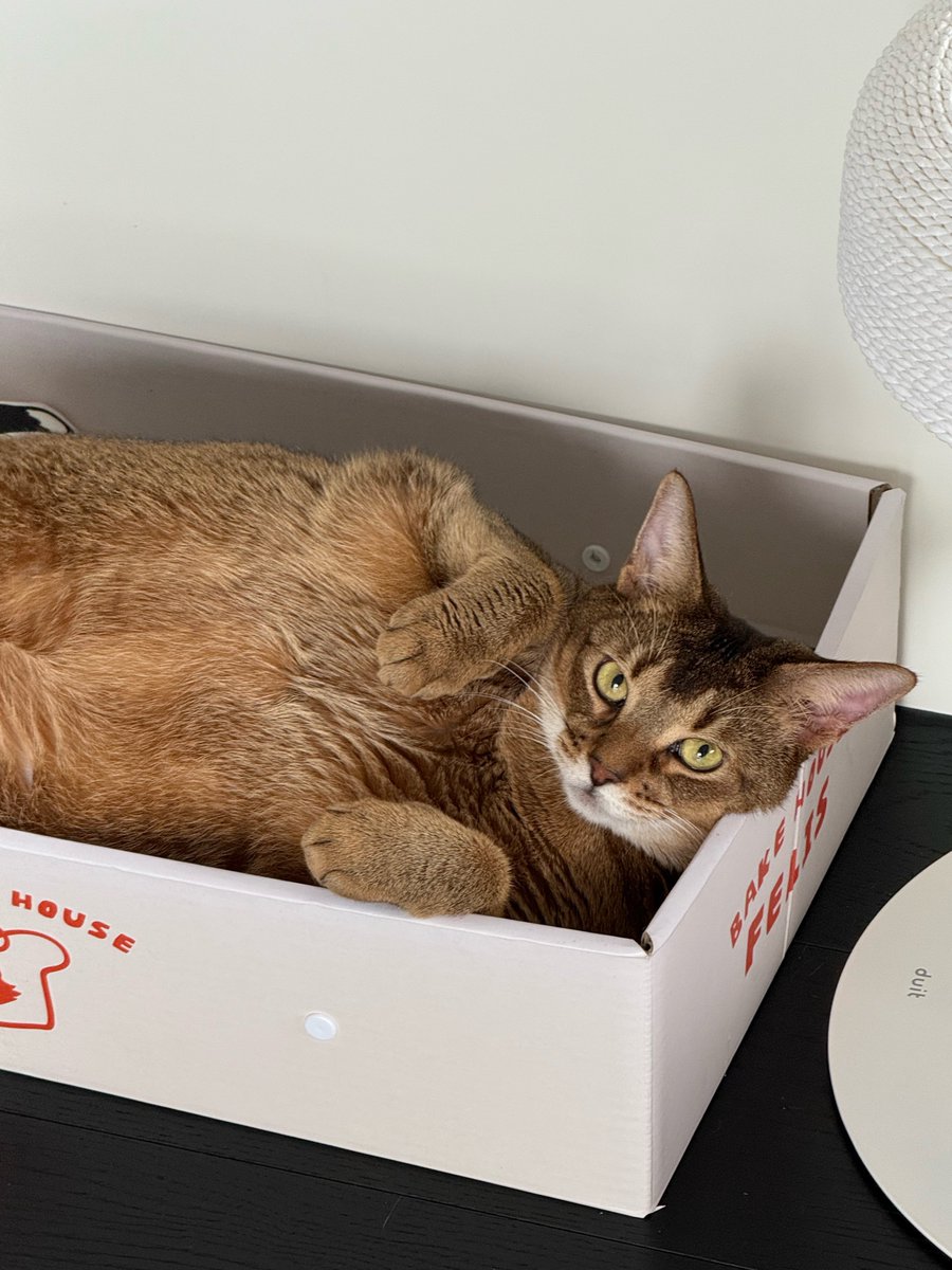 คนที่รู้มุมกล้องเก่งที่สุดคือน้องลีออนนะ 🐱 
เหมียวววววววววววววว