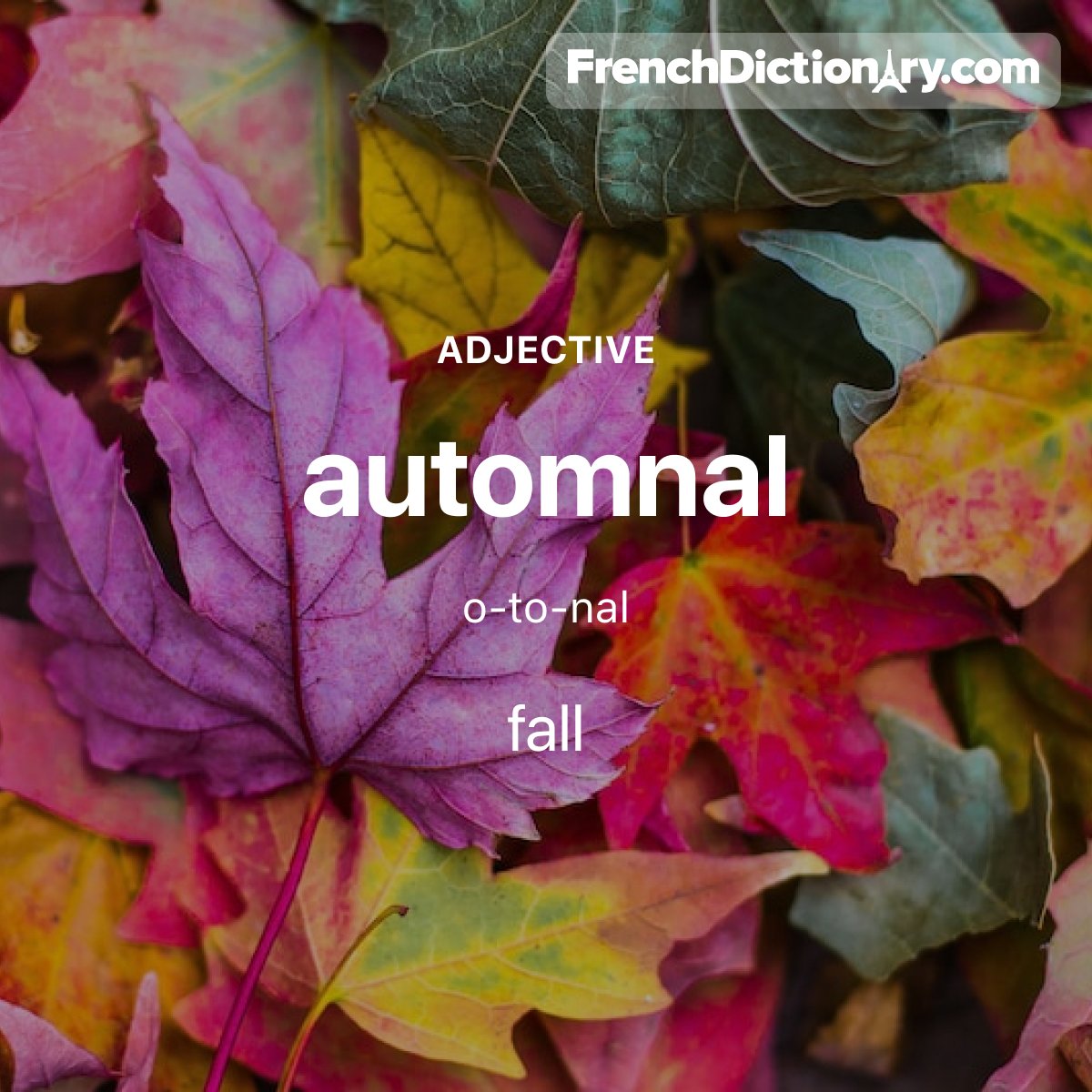 Today's #WordOfTheDay is "automnal." 🍂🍁🍵 For example: Les arbres prennent des couleurs automnales. - The trees are turning fall colors.
#StudyFrench #ApprenezLeFrançais #ÉtudiezLeFrançais #TraductionFrançaisAnglais #Français #French #LearnFrench #MotDuJour