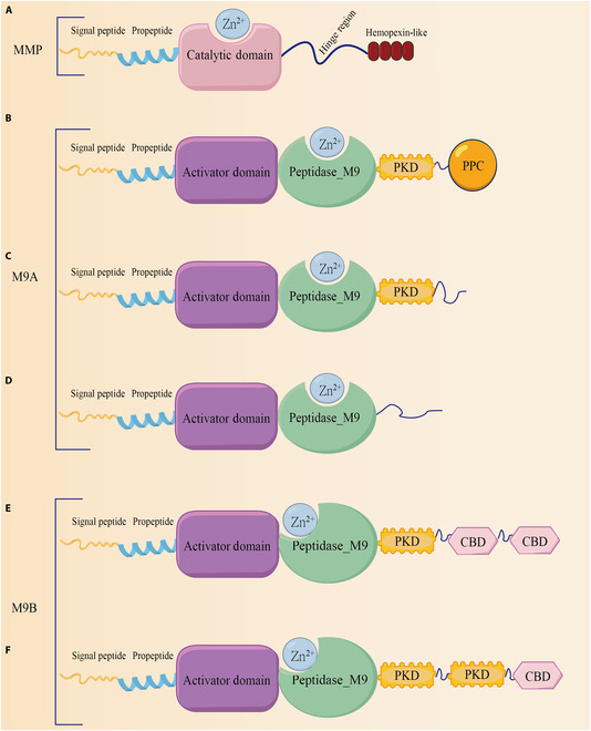 BioDesignR's tweet image. Collagenases drive tissue repair & industrial applications! This review explores their diversity, mechanisms, and future potential in wound healing & fibrosis. #Collagenases #TissueEngineering #Biotechnology
Details: doi.org/10.34133/bdr.0…