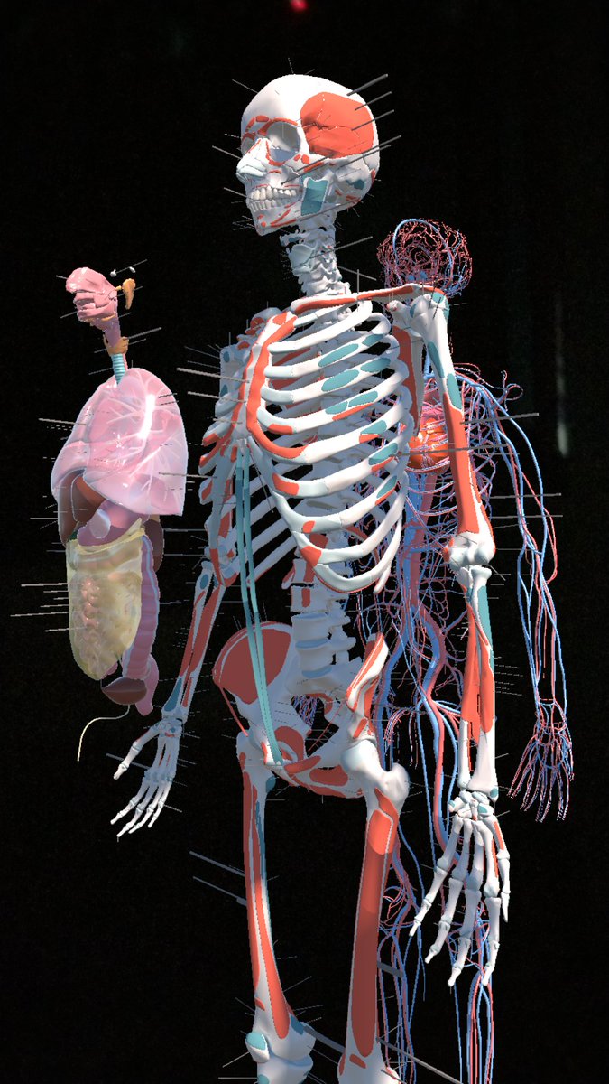 CaptainKhanStu1's tweet image. Challenge: Name 5 organs without looking at a diagram.
Then open Anatomy Explorer AR and test yourself in 3D.
✨ Immersive learning &amp;gt; memorization.
play.google.com/store/apps/det…

#Quiz #AnatomyExplorer
 #ARLearning