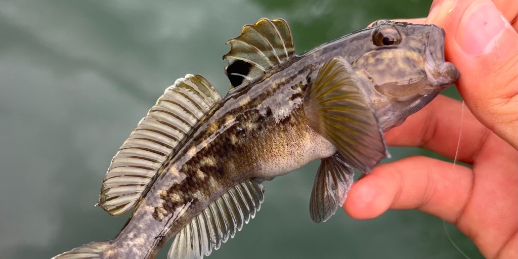 U.S. Fish and Wildlife Service tweet media