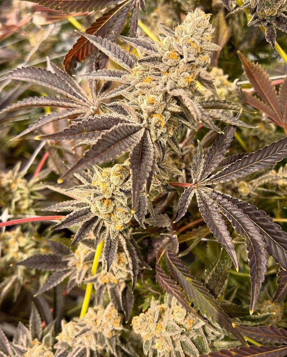 WizardTree7's tweet image. 