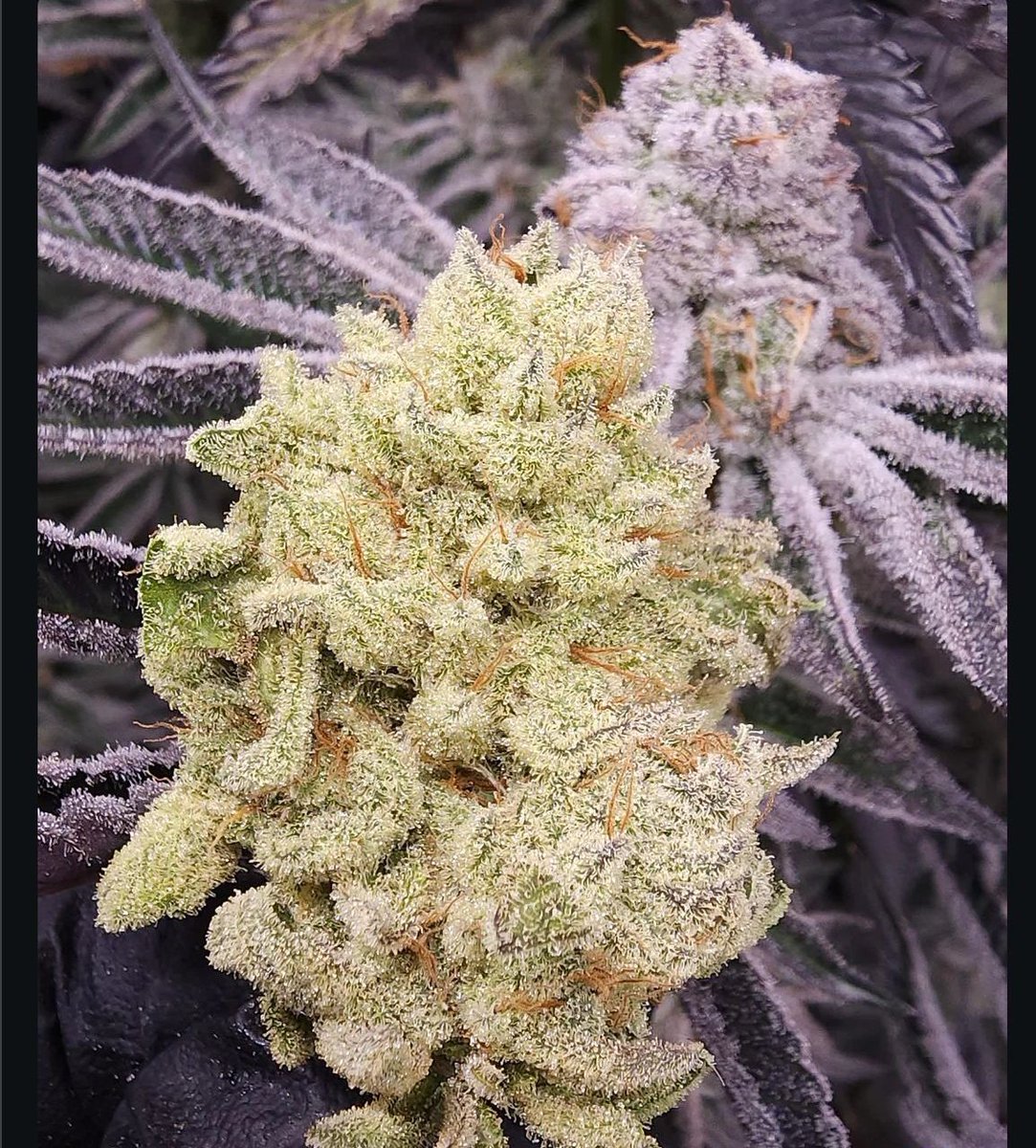 WizardTree7's tweet image. 