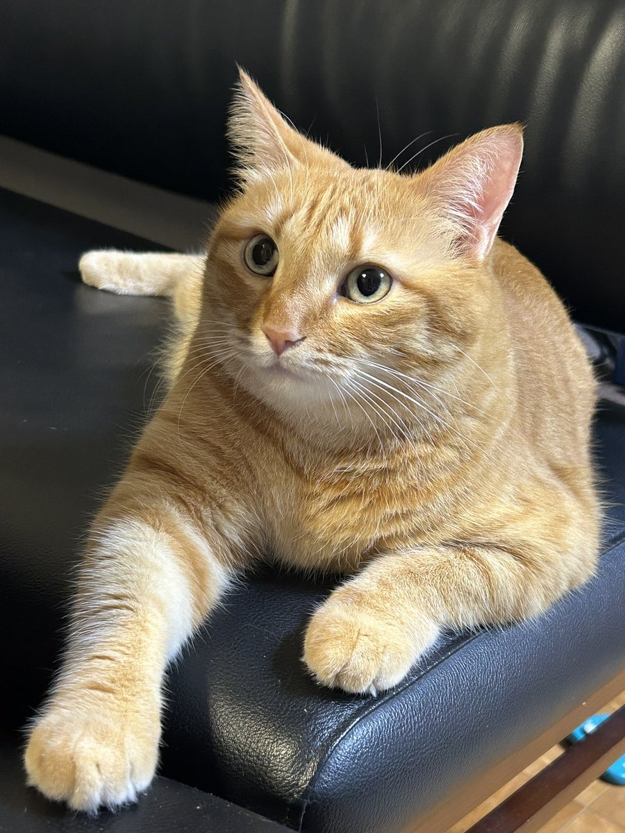 おやすみなさい(猫は今からハッスルする時間)