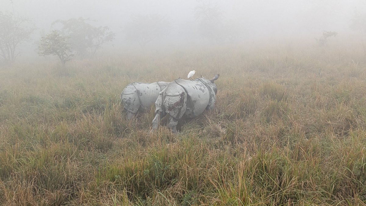 True beasts: powerful, armored, and fierce herbivores. 

Some rhinos from last December in the Brahmaputra valley on a foggy morning.