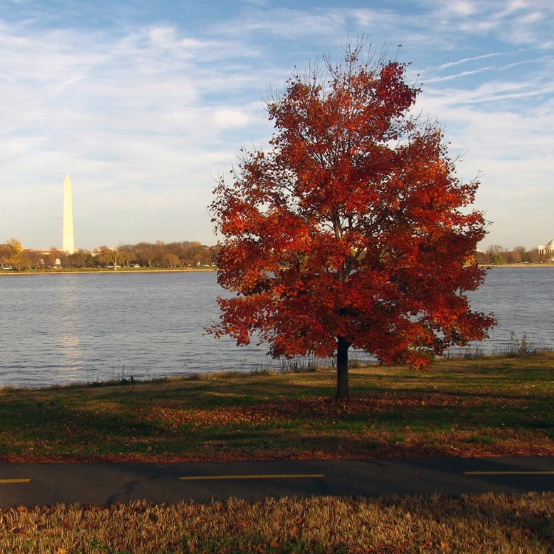 Ready to fall into 🍁 #autumn? Today’s the fall equinox! Fall foliage is a beauty and one you do not want to miss in our 🌳 national parks! Which parks are you planning to visit?

Look at parks that have great fall colors ➡️ nps.gov/articles/enjoy…

📸 NPS

#FindYourPark #Autumn