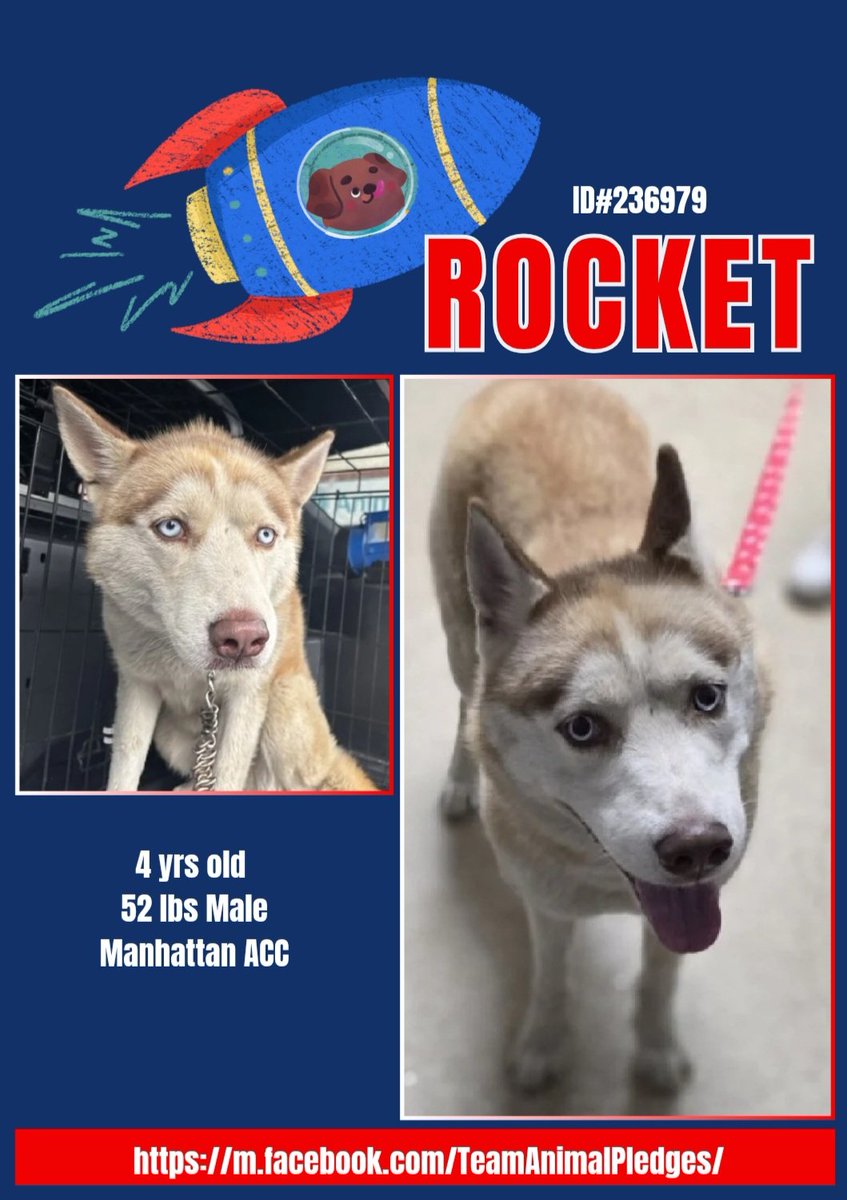 CharBolen's tweet image. ROCKET ♥️ #236979 4yr old Boy ♥️ NYCACC
#NewDogOnTheBlock♥️ ATT HUSKY LOVERS ⚠️
Very beautiful and unique Husky boy new at
Manhattan ACC...He needs a loving forever home!!
Needs a best friend by his side!!
#Adopt #Foster
#Pledge4Rescue
Come and rescue him from the shelter