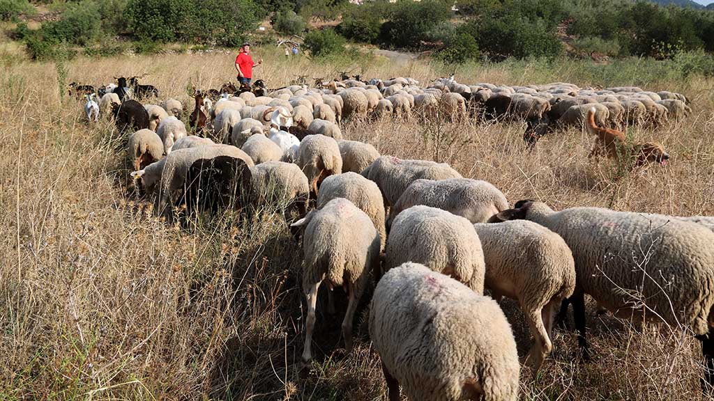 SetmanariEbre's tweet image. 🟢✔ VÍDEO · Paüls incentiva el pasturatge de l&apos;entorn urbà i els boscos amb instal·lacions per als ramats i ajuts econòmics

📷 LA NOTÍCIA: setmanarilebre.cat/video-%c2%b7-p…

@enricadell21 @agriculturacat @govern @govterresebre @castorgonell #Paüls #TerresdelEbre