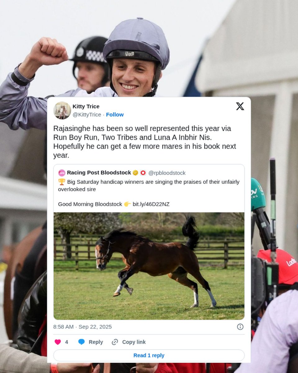 🚨 Rajasinghe is making headlines! 

From a £3,000 stud fee <a href="/NatStudStallion/">The National Stud</a>  he’s produced Two Tribes &amp; Run Boy Run, winners of 3 Heritage Handicaps &amp; £540k+ in prize money. Here’s a thread of what people are saying 👇 #Rajasinghe