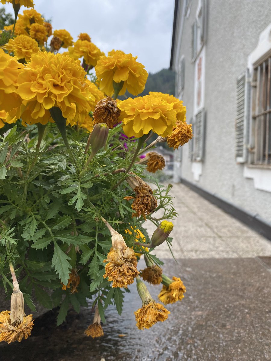 Sonia Zuccaro tweet media