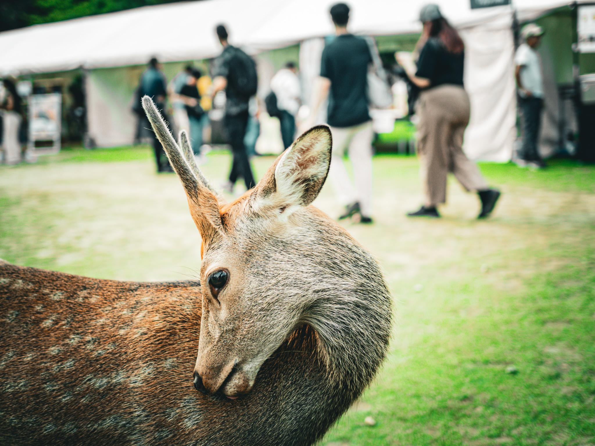 【極美品】PENminiE-pm1＋M.ZUIKODIGITAL45mmF1.8 極美品】PENminiE-pm1＋M.ZUIKODIGITAL45mmF1.8 - メルカリ