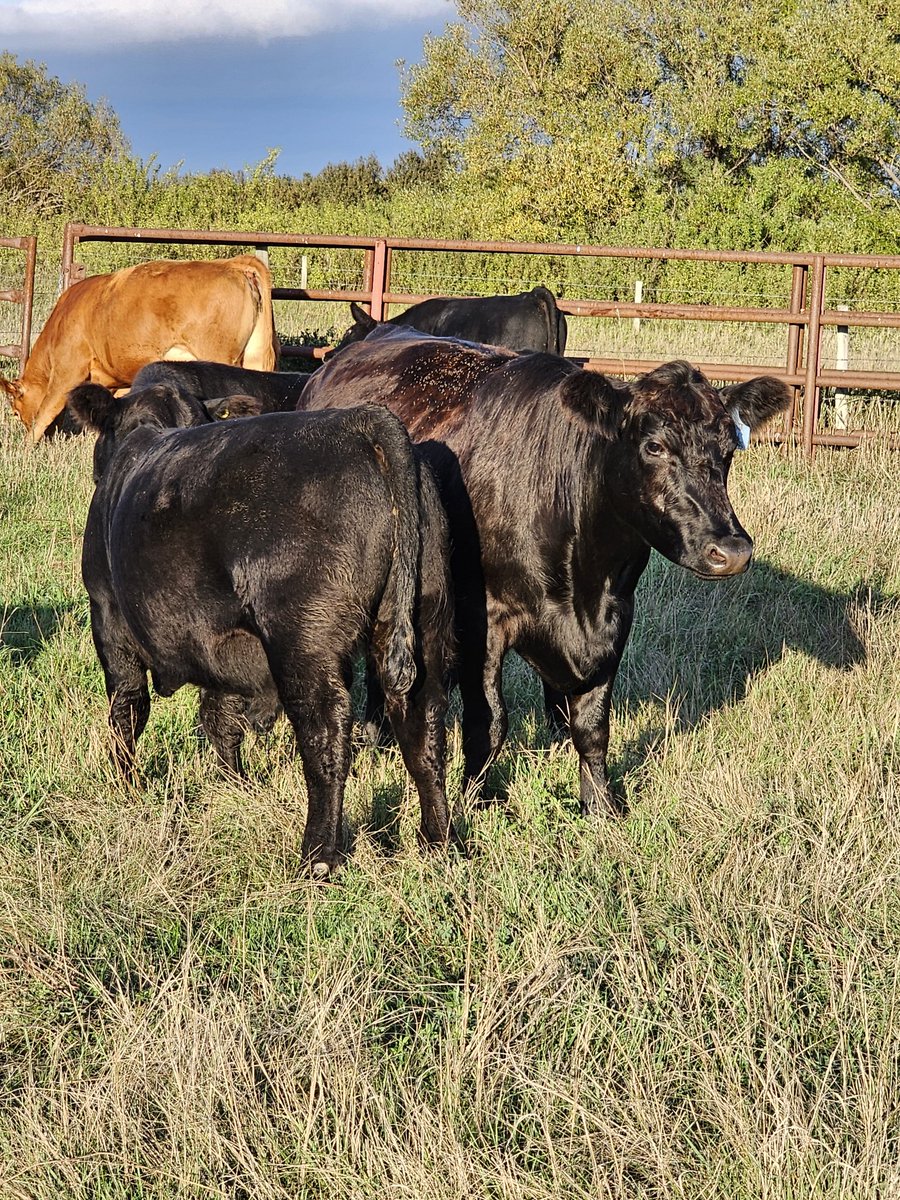 First calf heifer doing an admirable job on her bull calf. Yes she's bred. Earlier than she calved this year. 🎤⬇️