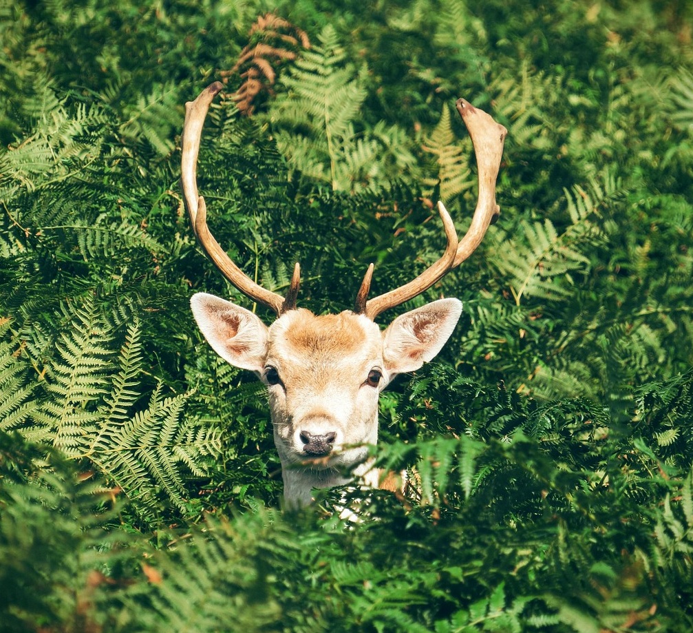 DDW Die Deutsche Wirtschaft tweet media