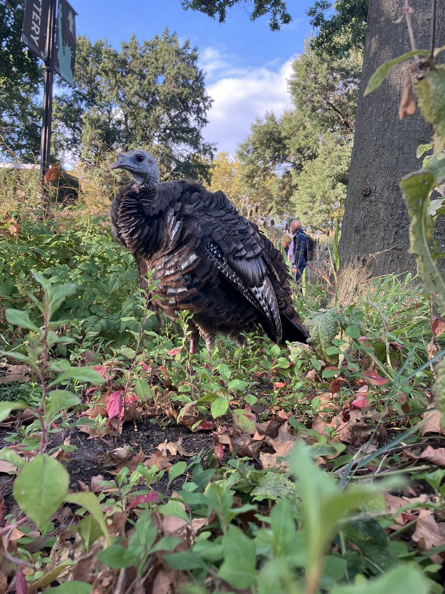 Hanabi_NYC's tweet image. September 22

Good morning, Astoria! 

#birdcpp