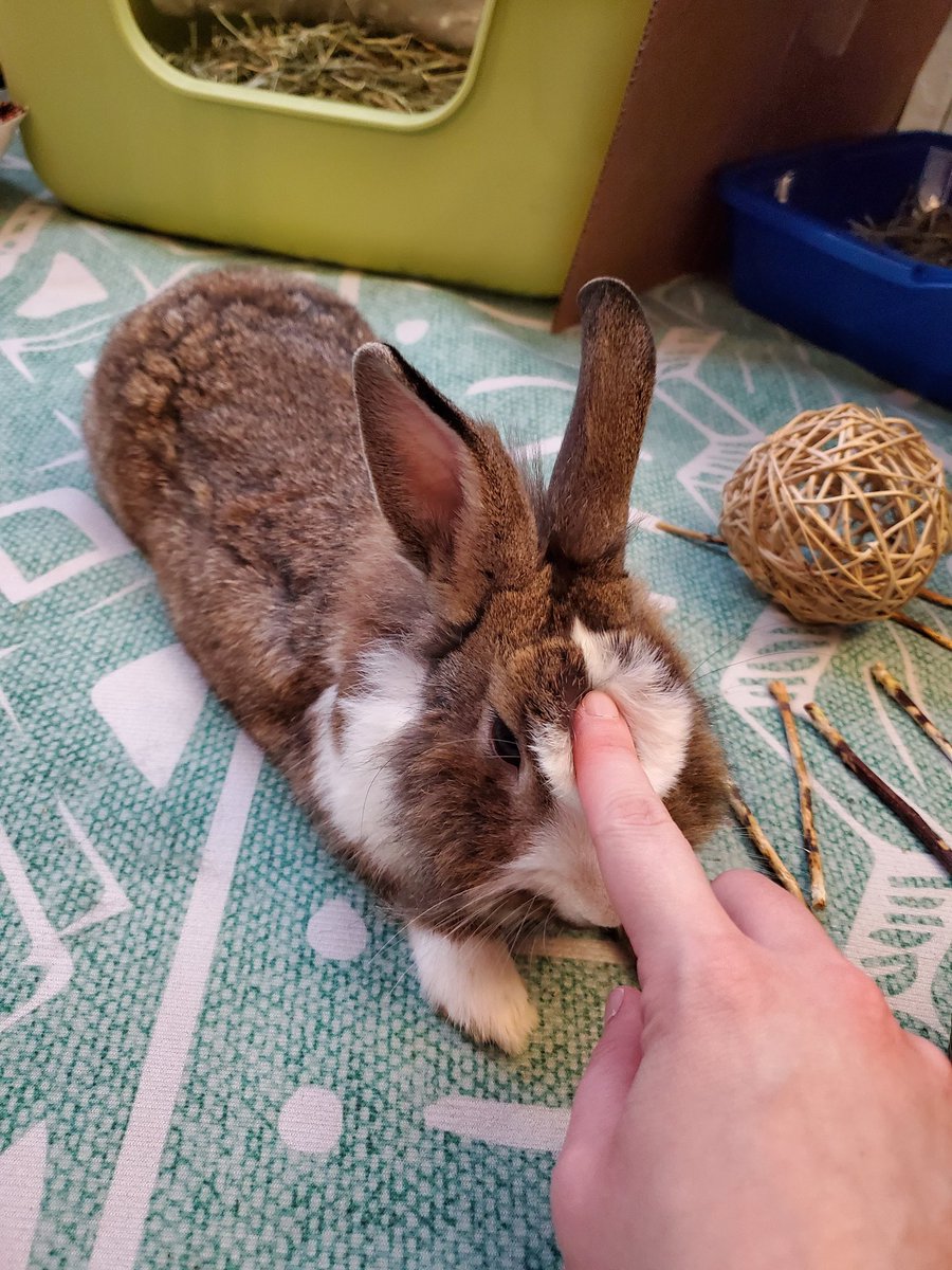 TweestWhata's tweet photo. i adopted a new baby. his name is Hank Hill and he can be dented. that is all https://t.co/0x8dNF0DRZ
