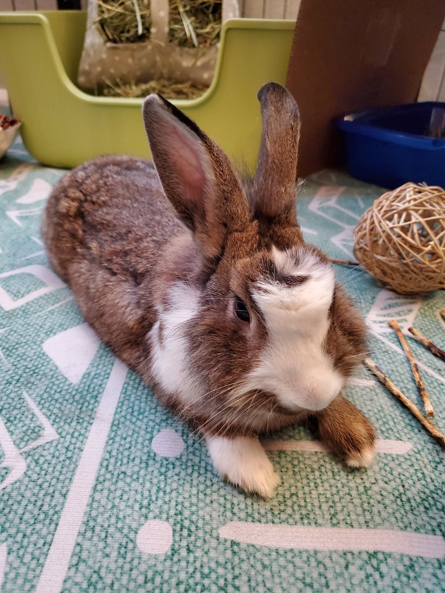 TweestWhata's tweet photo. i adopted a new baby. his name is Hank Hill and he can be dented. that is all https://t.co/0x8dNF0DRZ