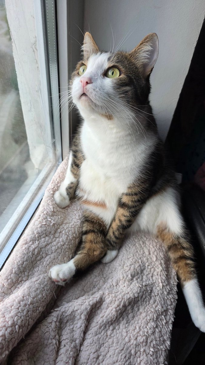 The summer heat passed and Pashtet returned to his favorite windowsill😺