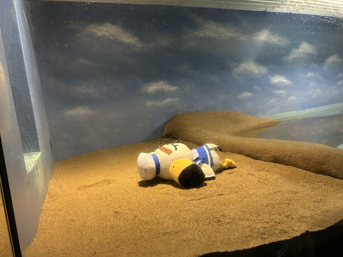 skskpanda_19's tweet image. 福岡でたくさん美味しい物食べて、水族館であつ森とコラボしてて、とても嬉しい時間を過ごした！！