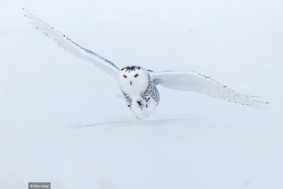 LPI_Science's tweet image. World Wildlife Fund Canada’s Living Planet Report Canada (LPRC) 2025: Wildlife at Home reveals the most severe average decline in the size of monitored wildlife populations in Canada since WWF-Canada began reporting two decades ago.